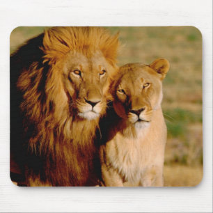 Afrika, Namibië, Okonjima. Leeuw & leeuwin Muismat