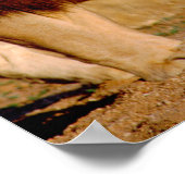 Afrika, Namibië, Okonjima. Leeuw & leeuwin Poster (Hoek)