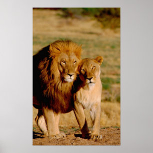 Afrika, Namibië, Okonjima. Leeuw & leeuwin Poster