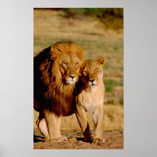 Afrika, Namibië, Okonjima. Leeuw & leeuwin Poster (Voorkant)