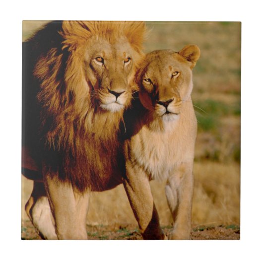 Afrika, Namibië, Okonjima. Leeuw & leeuwin Tegeltje (Voorkant)