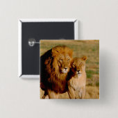 Afrika, Namibië, Okonjima. Leeuw & leeuwin Vierkante Button 5,1 Cm (Voorkant /achterkant)