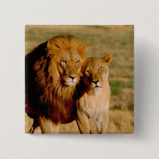 Afrika, Namibië, Okonjima. Leeuw & leeuwin Vierkante Button 5,1 Cm (Voorkant)
