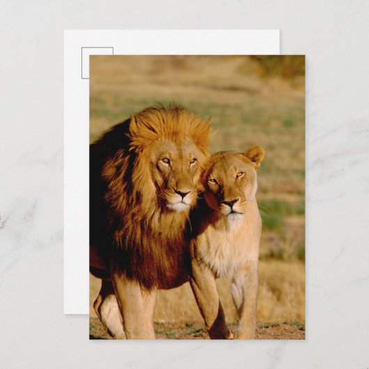 Afrika, Namibië, Okonjima. Leeuwen en leeuwen Briefkaart (Voorkant / Achterkant)