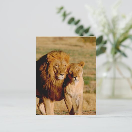 Afrika, Namibië, Okonjima. Leeuwen en leeuwen Briefkaart (Staand voorkant)