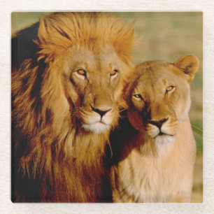 Afrika, Namibië, Okonjima. Leeuwen en leeuwen Glazen Onderzetter