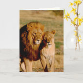 Afrika, Namibië, Okonjima. Leeuwen en leeuwen Kaart (Gele Bloem)