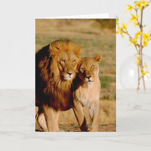 Afrika, Namibië, Okonjima. Leeuwen en leeuwen Kaart (Gele Bloem)