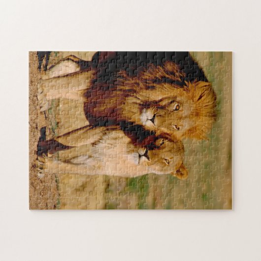 Afrika, Namibië, Okonjima. Leeuwen en leeuwen Legpuzzel (Horizontaal)