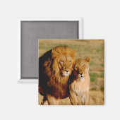 Afrika, Namibië, Okonjima. Leeuwen en leeuwen Magneet (Voorkant / Achterkant)