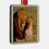 Afrika, Namibië, Okonjima. Leeuwen en leeuwen Metalen Ornament (Rechts)