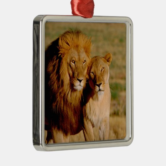 Afrika, Namibië, Okonjima. Leeuwen en leeuwen Metalen Ornament (Rechts)