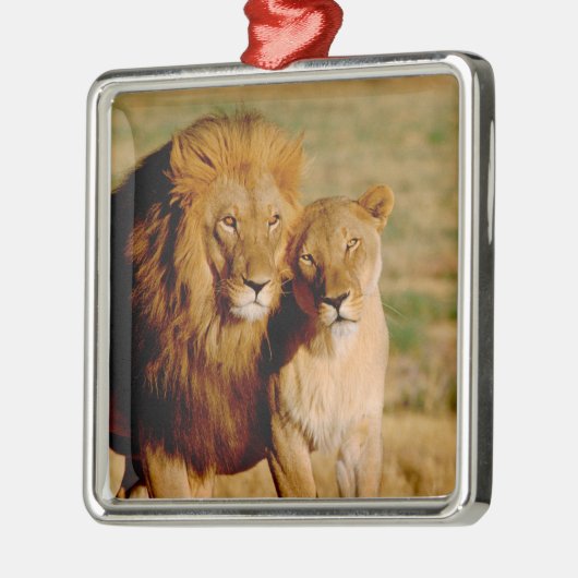 Afrika, Namibië, Okonjima. Leeuwen en leeuwen Metalen Ornament (Links)