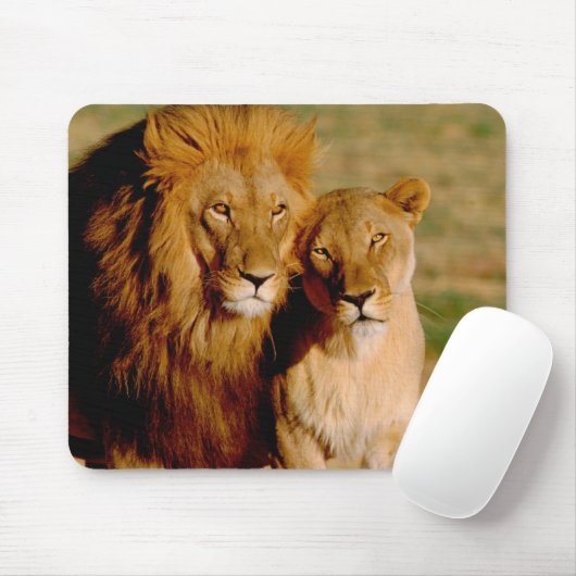 Afrika, Namibië, Okonjima. Leeuwen en leeuwen Muismat (Met muis)