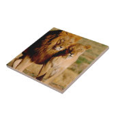 Afrika, Namibië, Okonjima. Leeuwen en leeuwen Tegeltje (Zijkant)