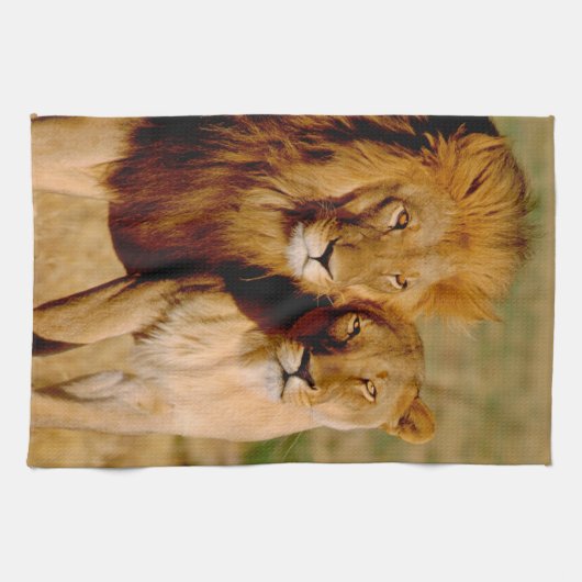 Afrika, Namibië, Okonjima. Leeuwen en leeuwen Theedoek (Horizontaal)