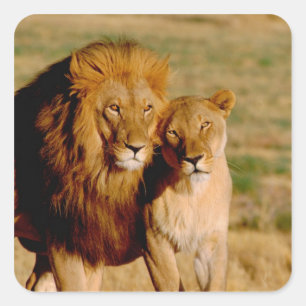 Afrika, Namibië, Okonjima. Leeuwen en leeuwen Vierkante Sticker