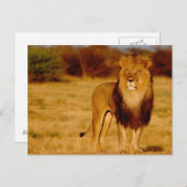 Afrika, Namibië, Okonjima. Lone manleeuw Briefkaart (Voorkant / Achterkant)