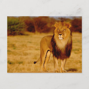 Afrika, Namibië, Okonjima. Lone manleeuw Briefkaart