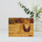 Afrika, Namibië, Okonjima. Lone manleeuw Briefkaart (Staand voorkant)