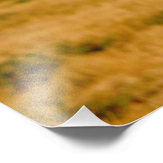 Afrika, Namibië, Okonjima. Lone manleeuw Foto Afdruk (Hoek)