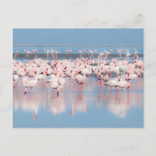 Afrika, Namibië, Walvisbaai Briefkaart (Voorkant)