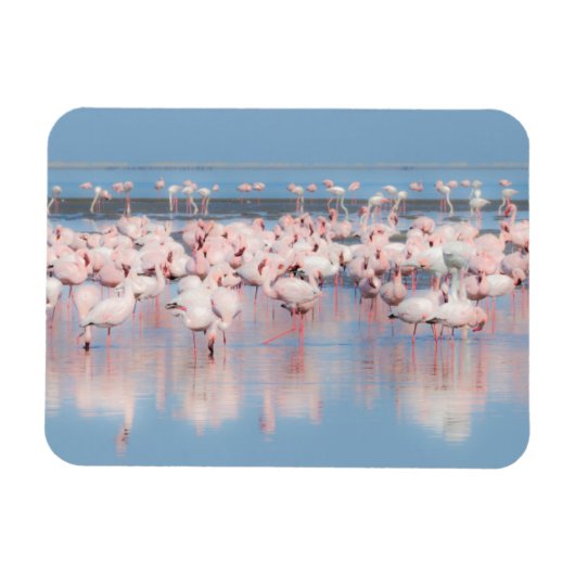 Afrika, Namibië, Walvisbaai Magneet (Horizontaal)