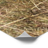 Afrika - Nasenschwein Poster (Hoek)