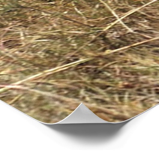 Afrika - Nasenschwein Poster (Hoek)