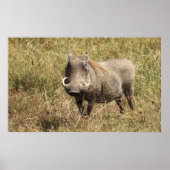 Afrika - Nasenschwein Poster (Voorkant)