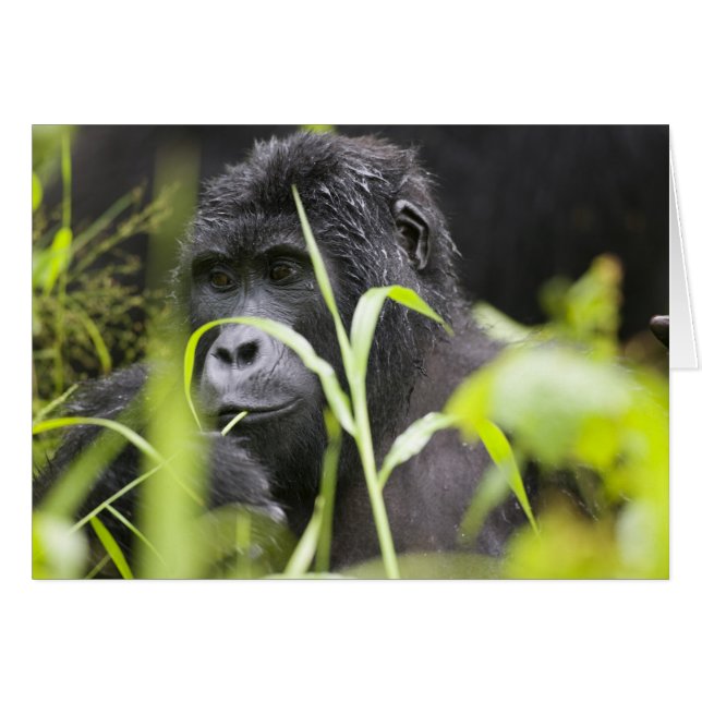 Afrika, Oeganda, Bwindi (Voorkant Horizontaal)