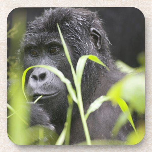 Afrika Oeganda, Bwindi Bier Onderzetter (Voorkant)