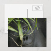 Afrika, Oeganda, Bwindi Briefkaart (Voorkant / Achterkant)