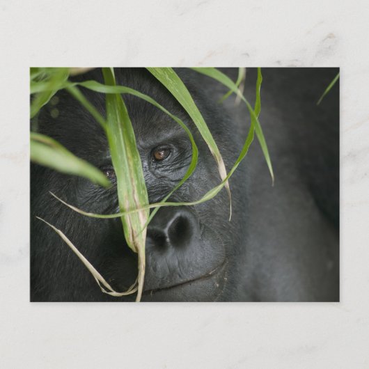 Afrika, Oeganda, Bwindi Briefkaart (Voorkant)
