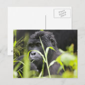 Afrika Oeganda, Bwindi Briefkaart (Voorkant / Achterkant)