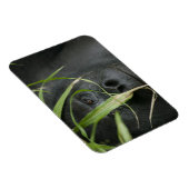 Afrika, Oeganda, Bwindi Magneet (Rechterzijde)