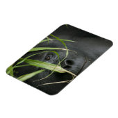 Afrika, Oeganda, Bwindi Magneet (Linkerzijde)