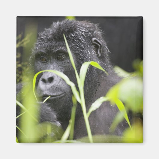 Afrika, Oeganda, Bwindi Magneet (Voorkant)