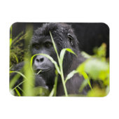 Afrika Oeganda, Bwindi Magneet (Horizontaal)