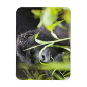 Afrika, Oeganda, Bwindi Magneet (Verticaal)