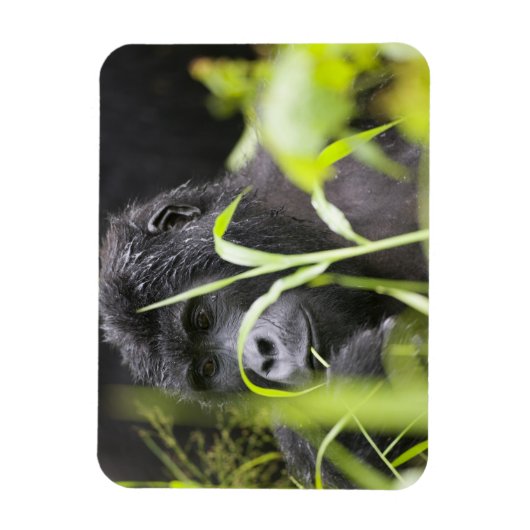 Afrika Oeganda, Bwindi Magneet (Verticaal)