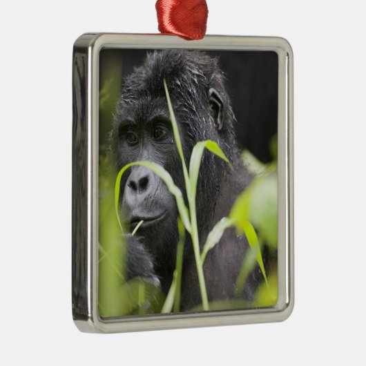 Afrika, Oeganda, Bwindi Metalen Ornament (Rechts)