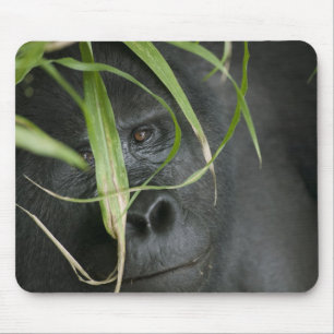 Afrika, Oeganda, Bwindi Muismat
