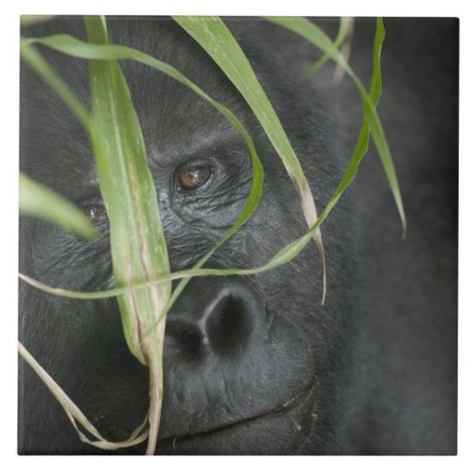 Afrika, Oeganda, Bwindi Tegeltje (Voorkant)