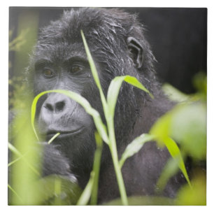 Afrika Oeganda, Bwindi Tegeltje