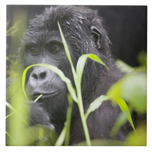 Afrika Oeganda, Bwindi Tegeltje (Voorkant)