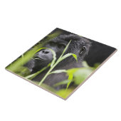 Afrika Oeganda, Bwindi Tegeltje (Zijkant)