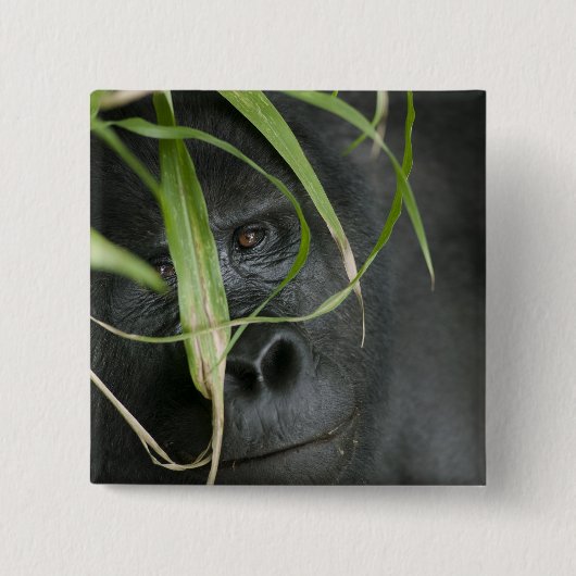 Afrika, Oeganda, Bwindi Vierkante Button 5,1 Cm (Voorkant)