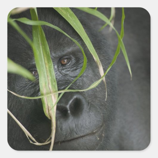 Afrika, Oeganda, Bwindi Vierkante Sticker (Voorkant)