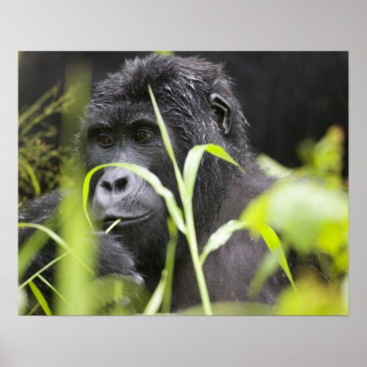 Afrika, Oeganda, ondoordringbaar nationaal Poster (Voorkant)